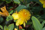 Cedarglade St. Johnswort